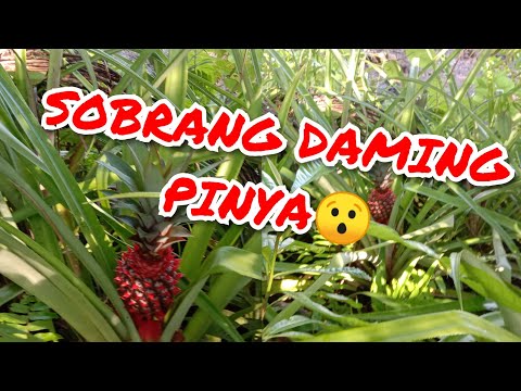 Video: Paano Pahinugin Ang Pinya