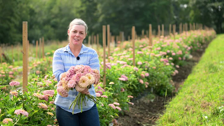 'Ballerina' Zinnia - Bred by Johnny's Selected Seeds