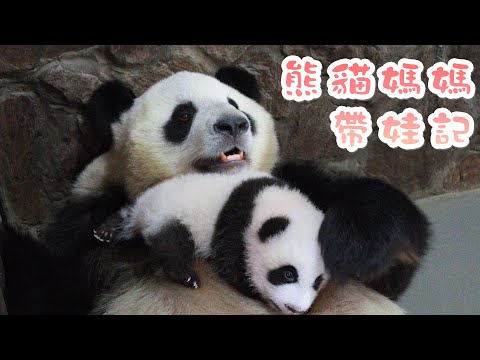 《如果國寶熊貓會說話》第5期 熊貓媽媽帶娃記 | iPanda熊貓頻道