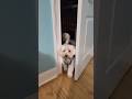 Oh sweet dog #shorts #dog