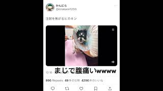 注射を怖がるヒカキンがツボすぎる