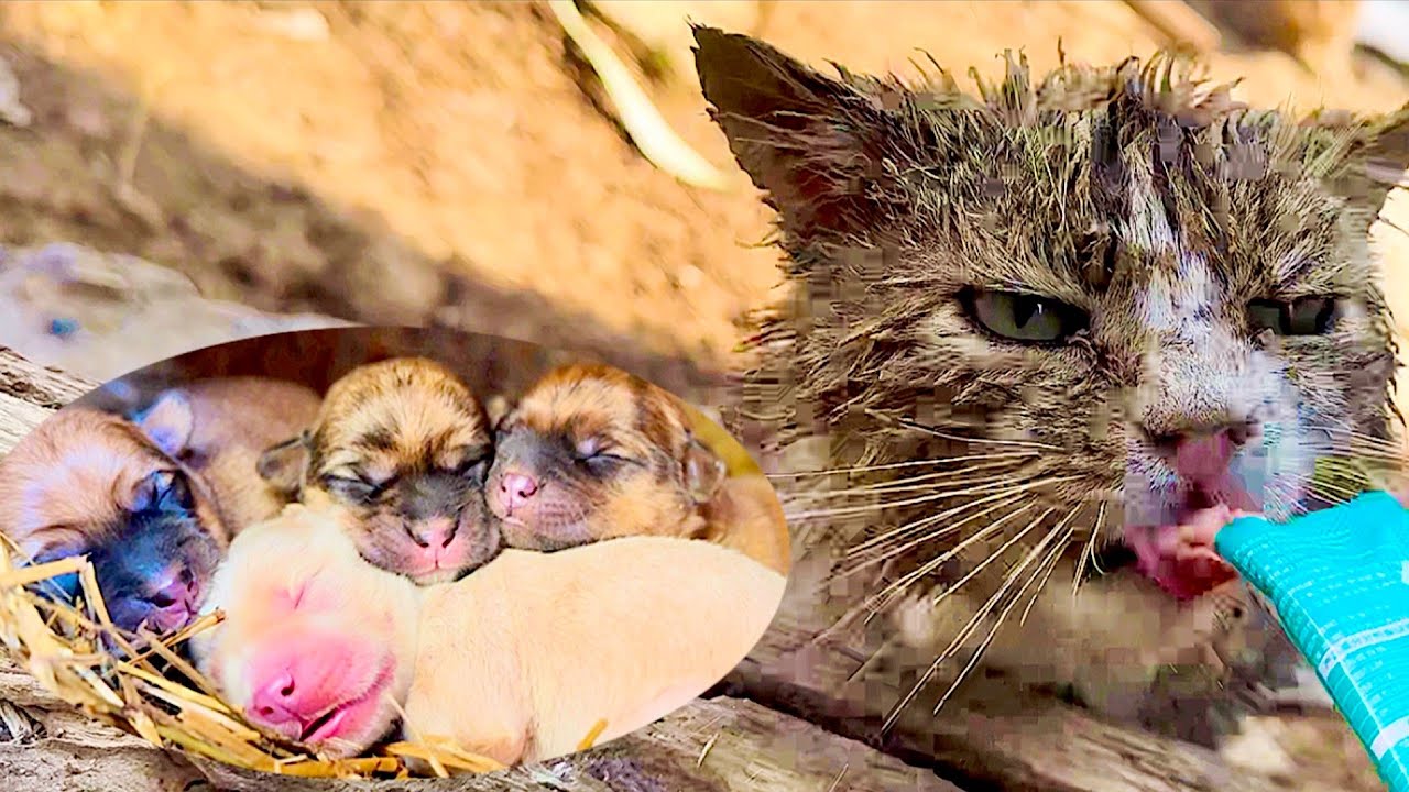 A mama dog gave birth to 4 adorable puppies in my yard 🐶 Then something ...