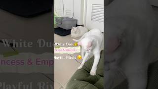 Meet the White Duo 👑 | Princess & Empress: Playful Royal Rivals #cats #catlovers #funnycats #furry