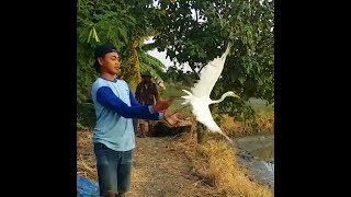 Download Lagu Pelepasan Burung Kuntul MP3