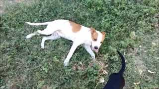 Meet Leah... Rescued off the euthanasia list.