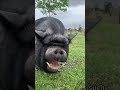 Charlie The Potbelly Pig Loves Attention Shorts Piggy Pig MayfieldRanch