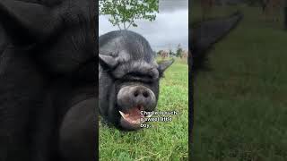 Charlie the potbelly pig loves attention #shorts #piggy #pig  @MayfieldRanch