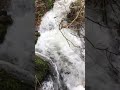Relaxing Nature Sounds of a Small Mountain Stream #shorts