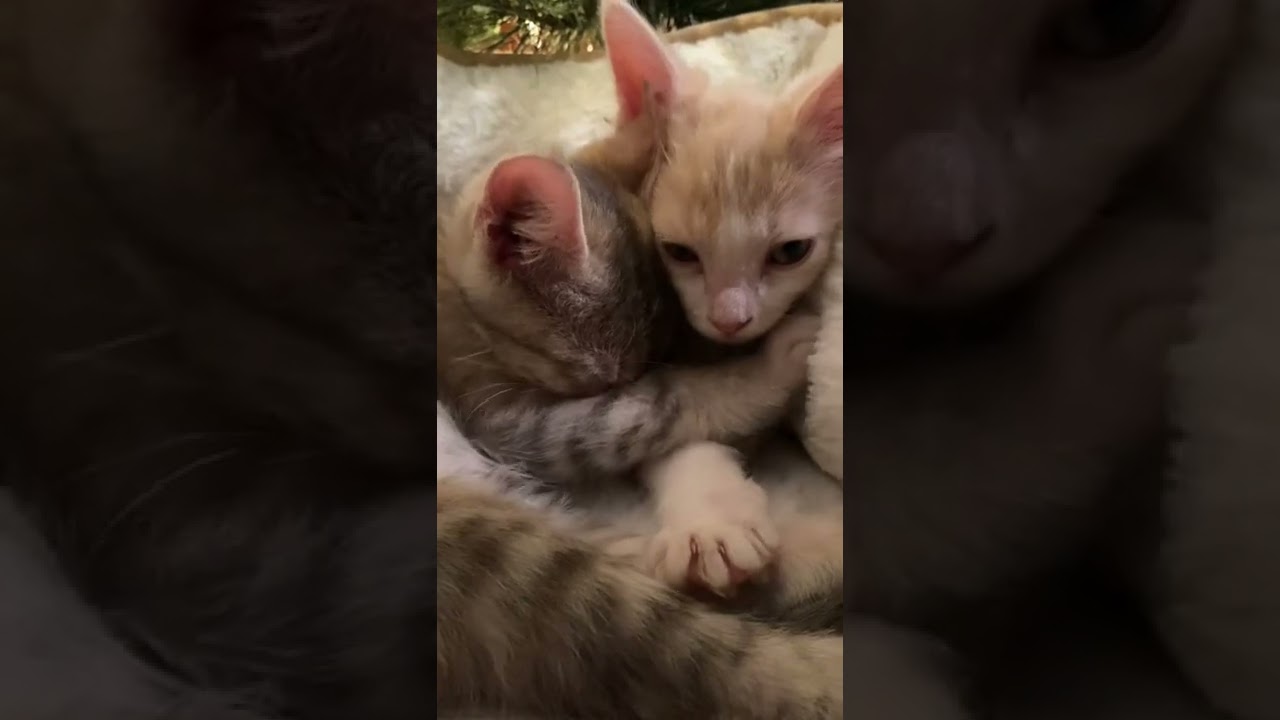 🐈Kitten purring ASMR 😍❤️❤️ 