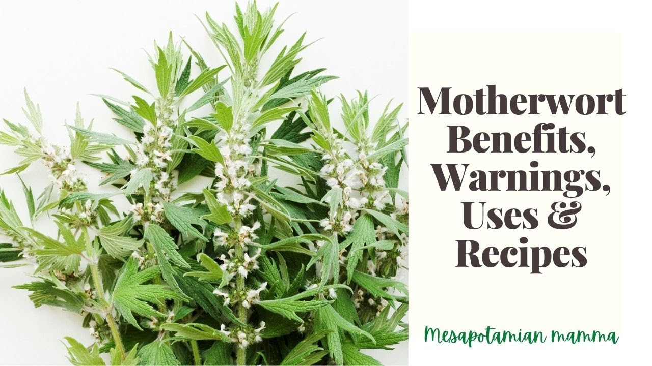 Motherwort Benefits, Uses, Side Effects & Recipes - YouTube