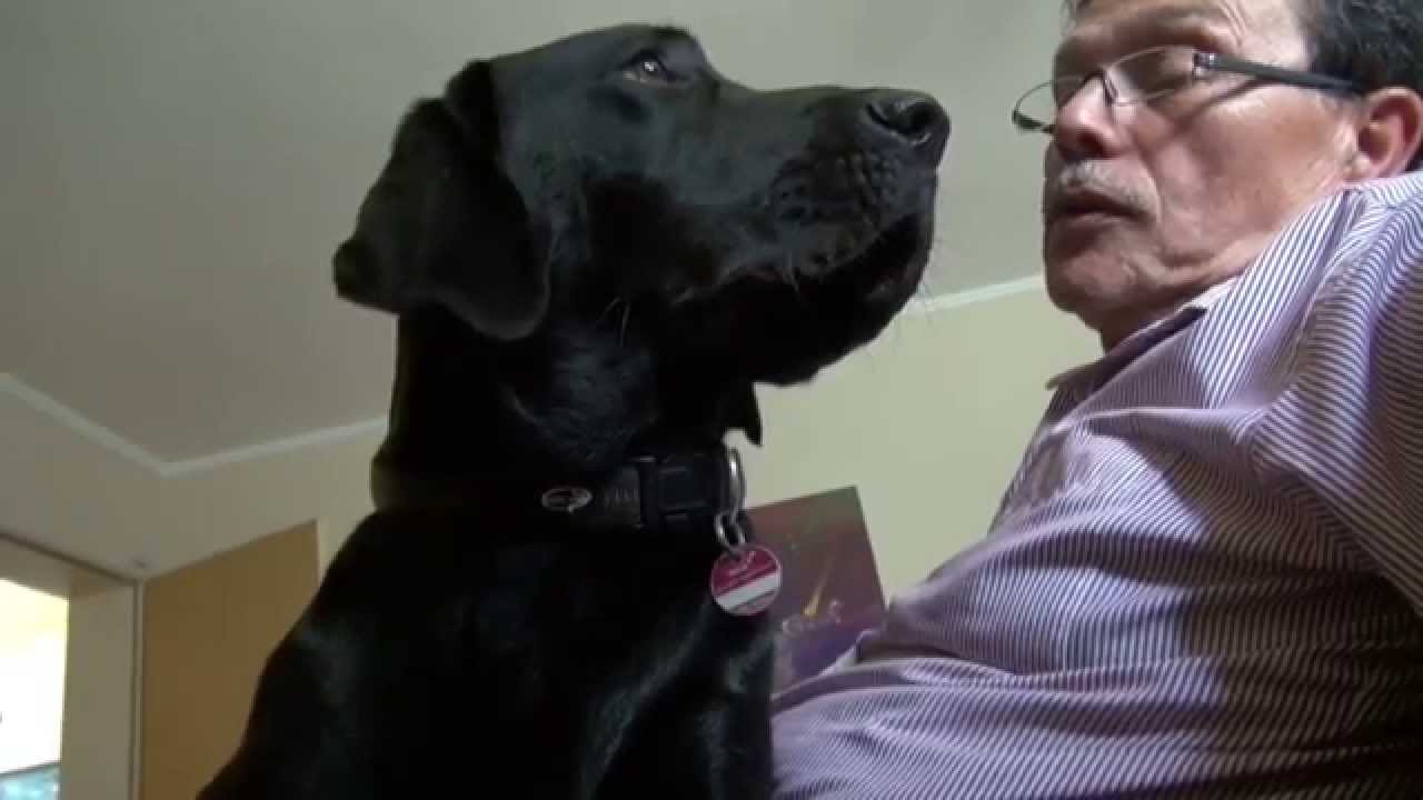 Tom, mein Labrador ist kein Welpe mehr!