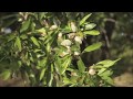 El cultivo del almendro en Castilla La Mancha