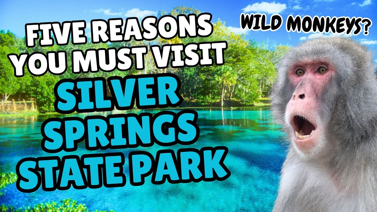 5 причин, по которым вы ОБЯЗАТЕЛЬНО должны посетить государственный парк Сильвер-Спрингс | Старей...