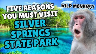 5 Reasons You MUST Visit Silver Springs State Park | Florida's Oldest Attraction