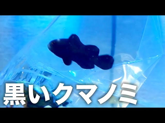 I bought a black clownfish. But there was a problem - YouTube