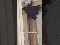 Home inspection #homeinspection #homeinspector #pestcontrol #diy #bee #newhouse #construction #wood