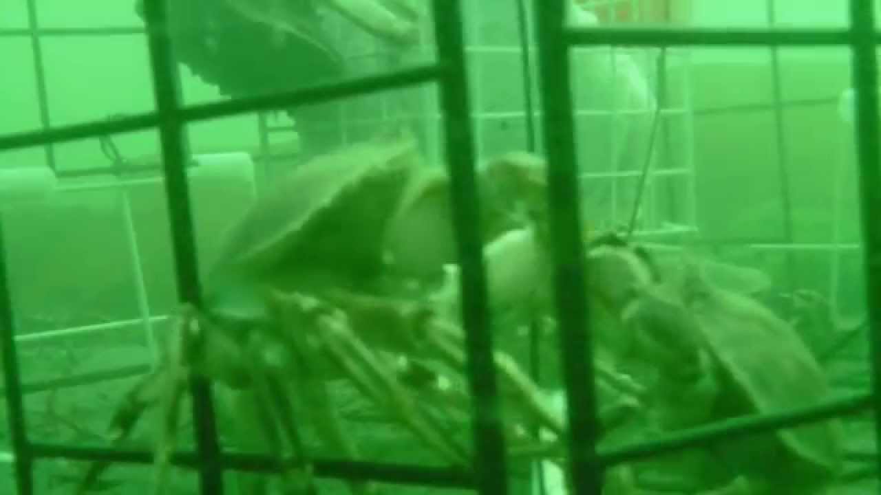 crabbing puget sound