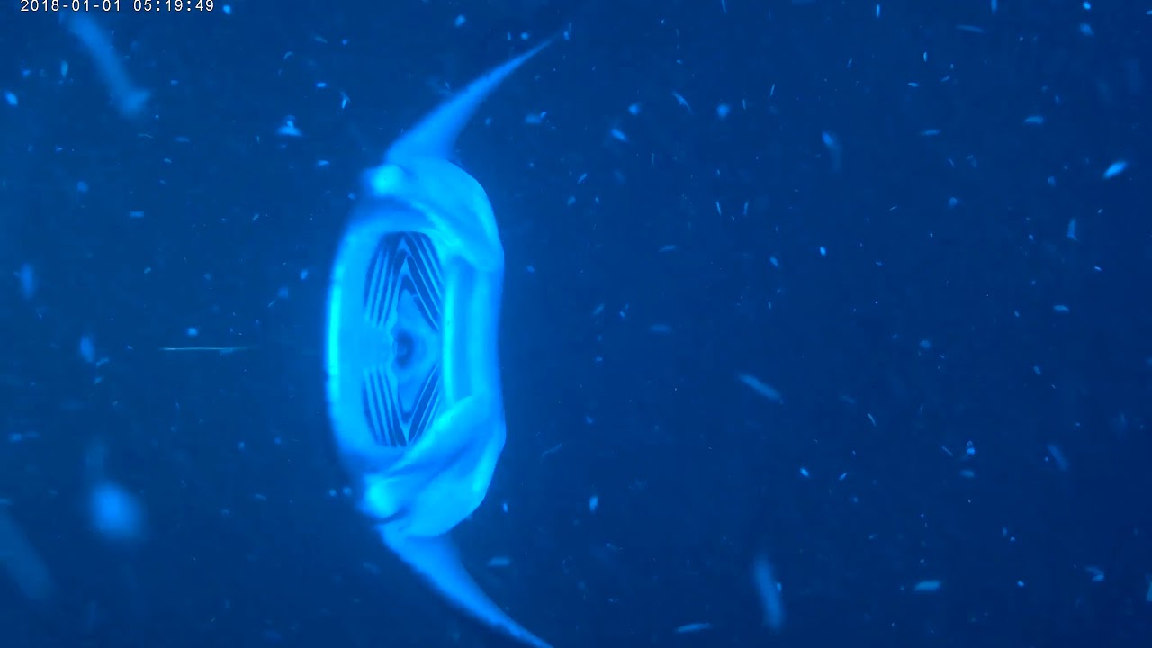 Manta Rays
