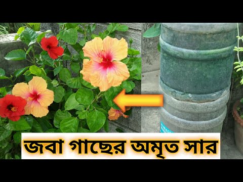 ভিডিও: কীভাবে ক্রিস্যান্থেমাম জল দেওয়া যায়