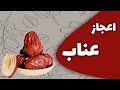 خواص عناب خشک و روش تهیه چای عناب در خانه Properties Of Dried Jujube 