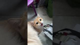 cute CAT 😍😺#india #indonesia #bangladesh #oman #pakistan   #cat #cute #delhi  #brazil #saudiarabia