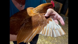 How To Clip Chicken Wings | The Story Of Our Flying Chickens