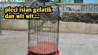 tembakan gelatik sambung wit wit..