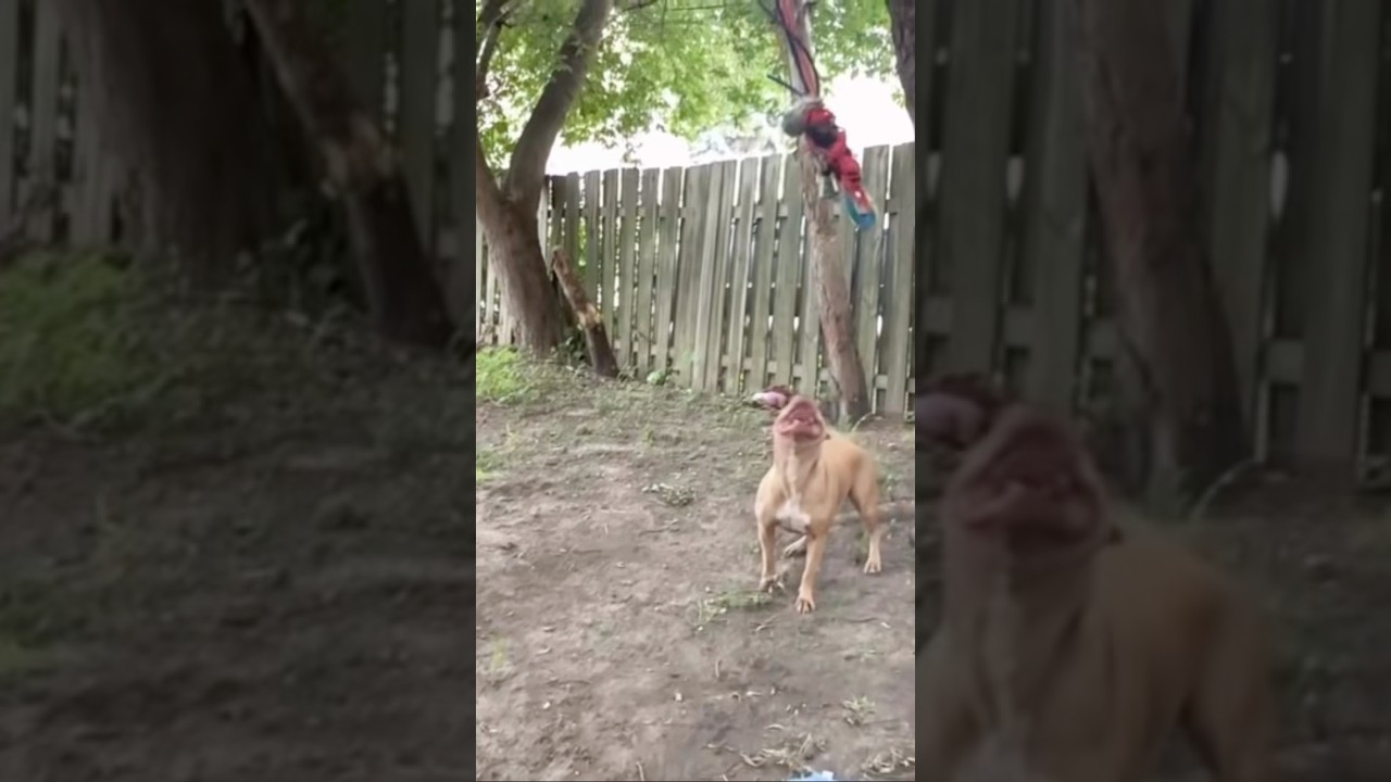 🎥 Title:Power and Precision: Aryan in Action📄 :