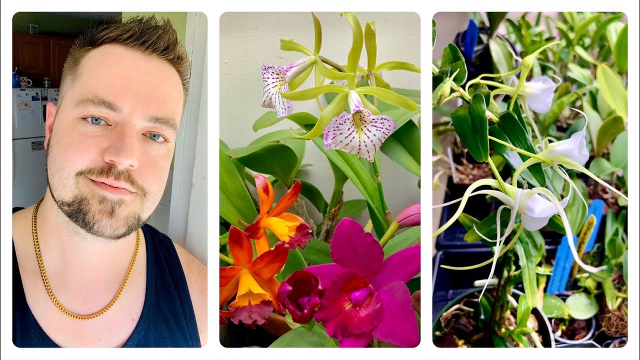 WHAT’S IN BLOOM? ORCHID UPDATE!