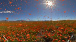 Poppy Field 360º