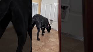Wait till he notices the cat 😂😂😂