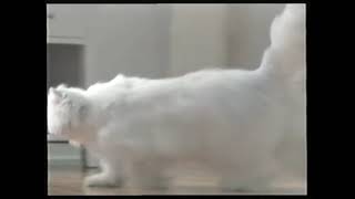 Gourmetkat Perle reclame 2006