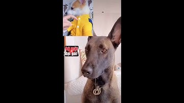 😆youtube dongau channnel: clip hài hước vui nhộn triệu vew p386 bộ mặt dại gái #shorts😆