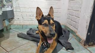 Pastor Alemão Mestiço Com Pitbull, 6 Meses