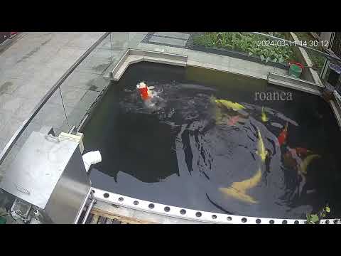 Have you ever seen a fish swimming like this?