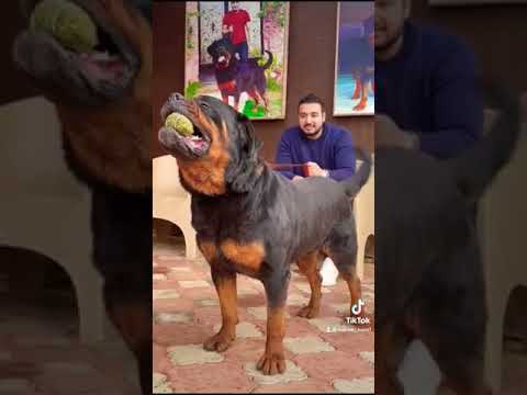 احذرووووو ولاكن لا تخاف