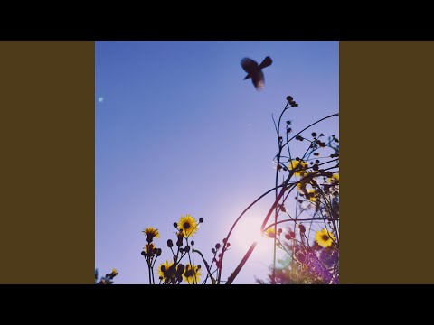 Sunbyonic - Flowers and stones