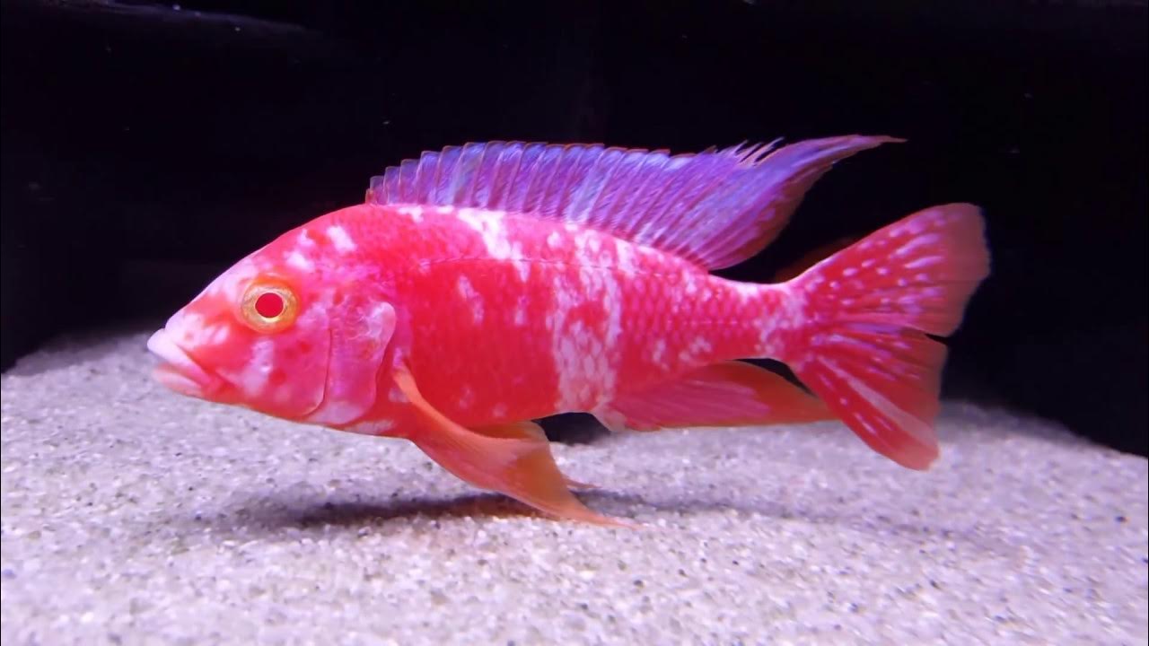 Aulonocara OB Firefish pink albino gescheckt von Julian 2017 - YouTube