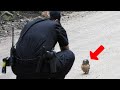 Baby Owl Was Pleading for Help. People Were Shocked When They Realized What Was Wrong…