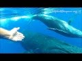 Baby Humpback Whale plays with us in the water!!!