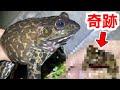 外来種だらけの冬の川でガサガサしたら奇跡が起きました！