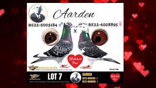 LOT 7 AARDEN 184 ♂