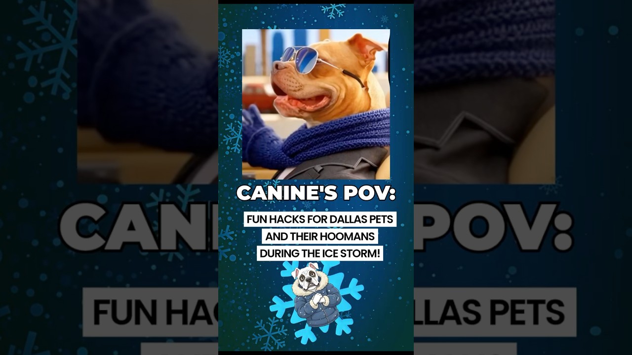 A canine’s hacks for the Dallas ice storm!  Listen up hoomans! 