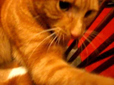 cute cat attacking string