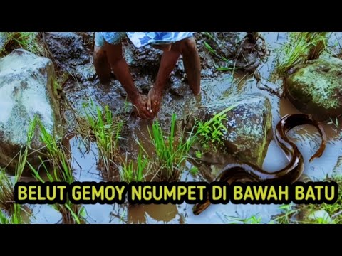 NGUKUY BELUT DI SPOT SAWAH DAPAT BELUT GEMOY