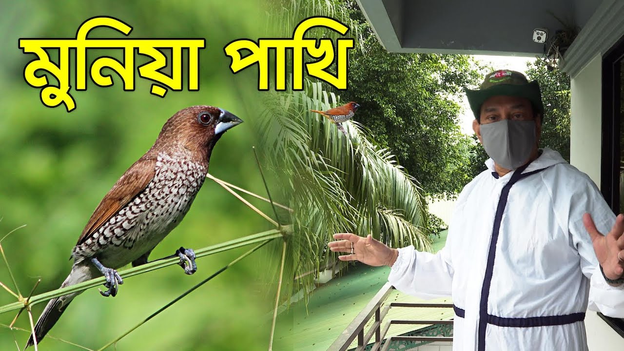 মুনিয়া পাখি | Munia | 2020 | ***Beauty, Nature & Biodiversity***