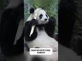 SUPER CUTE | Panda Facts 🐼 | Giant Panda Secrets, Fun Trivia! #funny #CuteAnimals