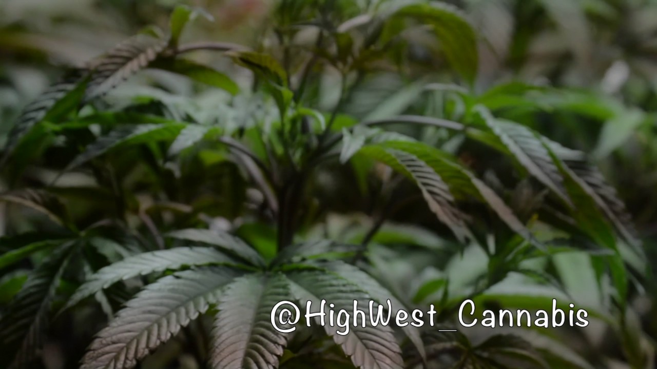 High West Cannabis