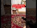 Это когда пытаешься перейти дорогу где нет светофора #юмор #lol #cat #dog