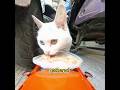 The boy uses a remote-controlled car to deliver food to stray little animals.